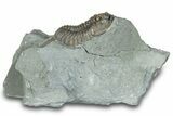 Flexicalymene Trilobite Fossil - Indiana #289058-3